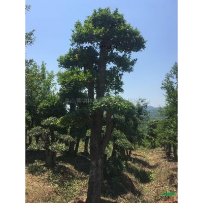 湖北榔榆樁信息