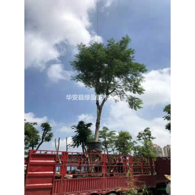 福建秋風(fēng)重陽(yáng)木10公分-20公分