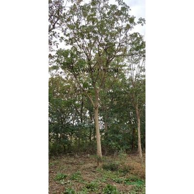 低價(jià)處理一批重陽(yáng)木10-14公分