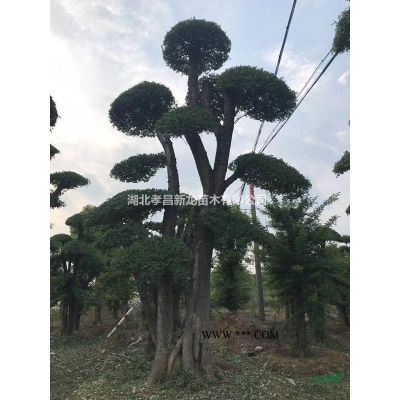湖北對節白蠟—京山對接白臘價格