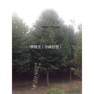 龍爪槐價格  龍爪槐批發(fā)基地  龍爪槐價格趨勢