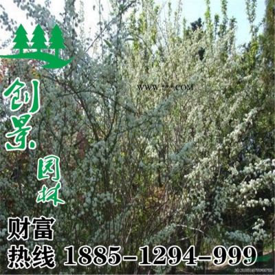 沭陽常年優質楓香、規格*。批發低價 苗圃直銷