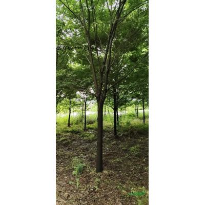 大量供應櫻花3-10公分