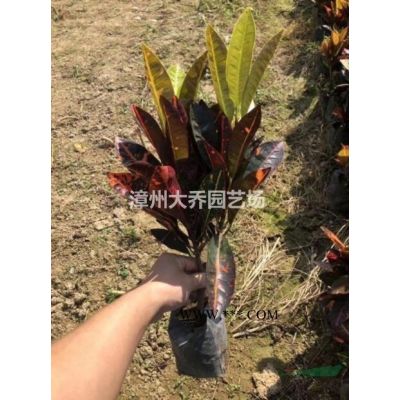 優質特價福建漳州重陽木產地直銷