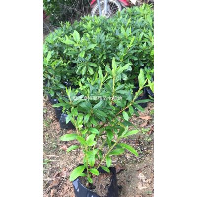 福建福建山櫻花4-5公分介紹/特征/用途