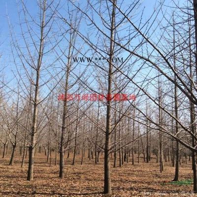 萬綠園林紅葉烏桕價格_紅葉烏桕產地_紅葉烏桕綠化苗木苗圃基地