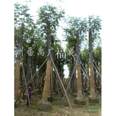 烏桕