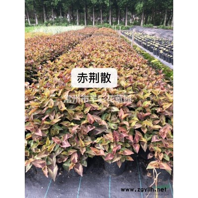 江蘇小丑火棘介紹/特征/用途