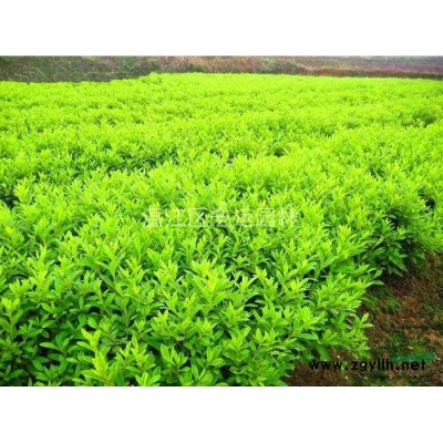 山茶花，茶花，四川茶花，成都茶花，茶花球，高桿茶花。