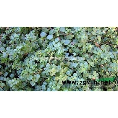 供應(yīng)20-50cm金葉女貞