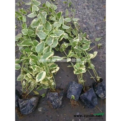 供應(yīng)二年生火棘苗80萬棵