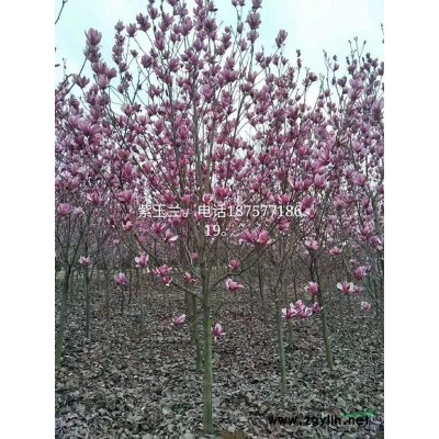 茶花供應，高度1.5~2米5，大小規格都有