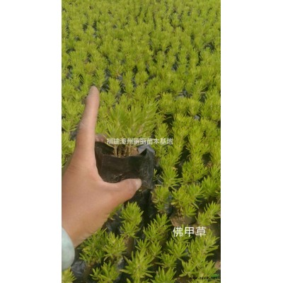 福建漳州茶花介紹/特征/用途