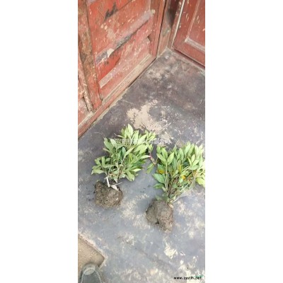 大葉黃楊柱子，金邊黃楊柱子