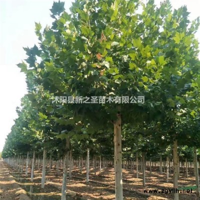 金邊大葉黃楊基地現貨直銷