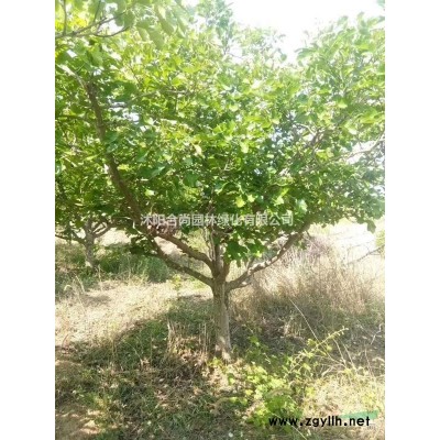 沭陽火棘球基地 火棘小苗多少錢一株 火棘球圖片