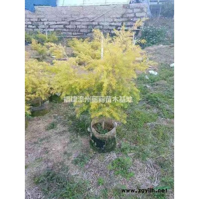 福建[產(chǎn)品]/福建金森女貞80高價(jià)格/報(bào)價(jià)