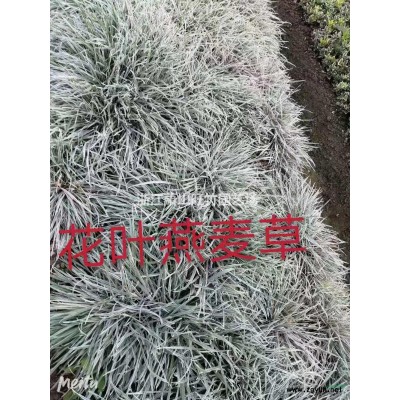 大量供應大葉黃楊毛球，亮金女貞毛球，金姬水蠟毛球等