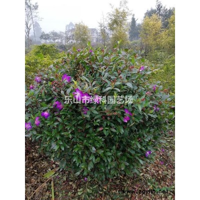 四川樂山供應柱狀茶花