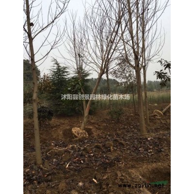沭陽金邊大葉黃楊種植基地直銷、植株健壯、移栽成活率高