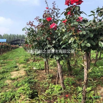 批發(fā)茶花樹到茶花樹基地