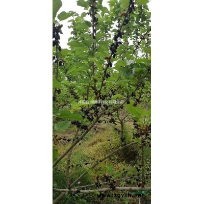 沭陽金森女貞基地 大量供應(yīng)金森女貞大杯苗 金森女貞球價(jià)格表
