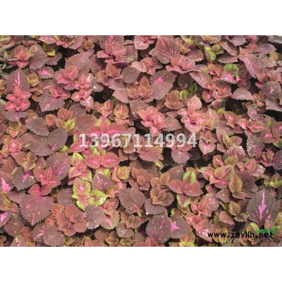 浙江[產(chǎn)品]/浙江小丑火棘5加侖 小丑火棘2加侖價(jià)格/報(bào)價(jià)