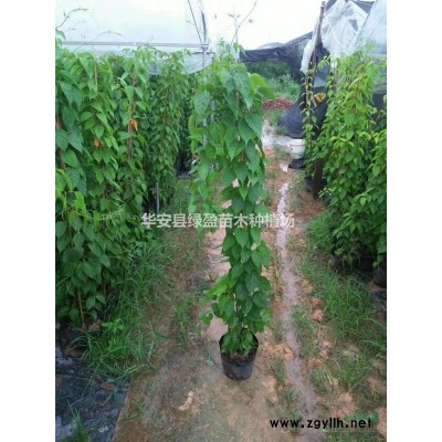 福建供應(yīng)高度15公分毛杜鵑小杯苗規(guī)格*