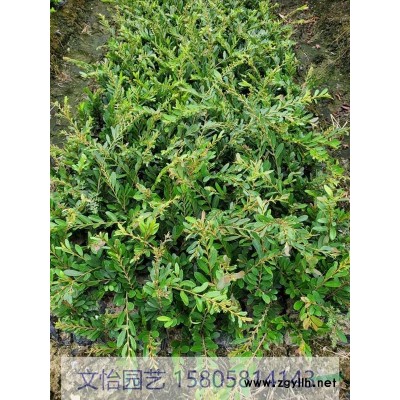 大葉黃楊-色塊/小毛球/柱