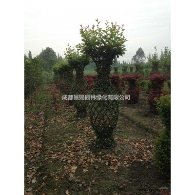 茶花苗，茶花工程苗，茶花小苗出售，茶花苗哪里有