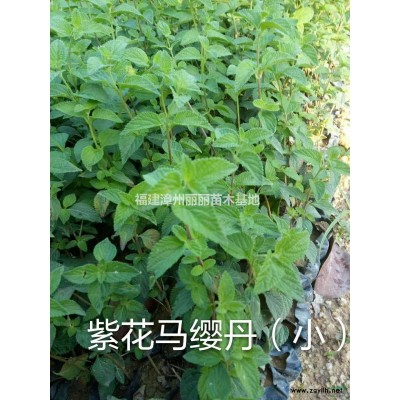 福建毛杜鵑哪里好/哪家便宜