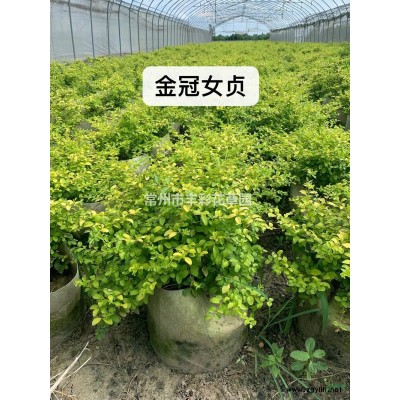 金邊黃楊柱高度1.5米500棵價格450元  2米柱300棵價格650元