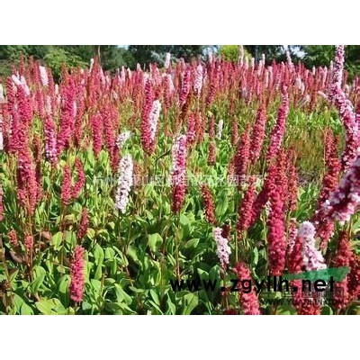杜鵑花盆栽 室內(nèi)觀花植物杜鵑映山紅 可地栽綠植盆景帶花苞