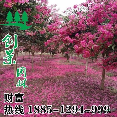 常年供應優質瓜子黃楊 苗圃自產自銷 量大優惠