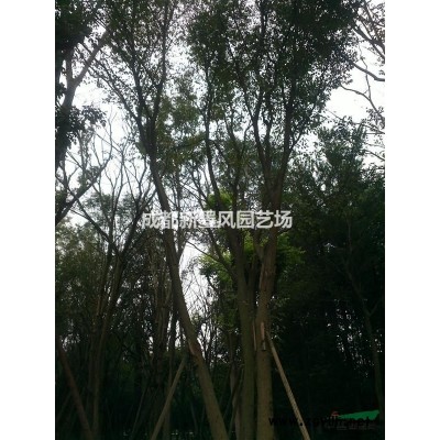 杜鵑球/杜鵑苗/西洋鵑/春鵑/夏鵑