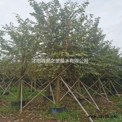 杜鵑花產(chǎn)地直銷--大量批發(fā)--價(jià)格優(yōu)惠