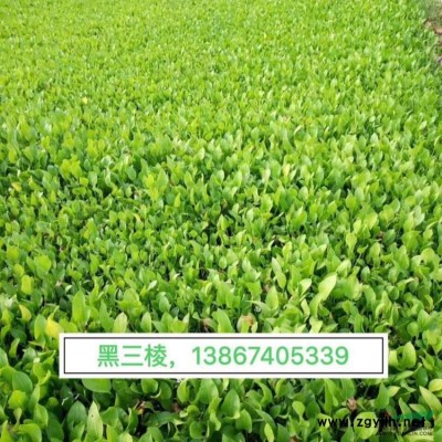 瓜子黃楊大杯 瓜子黃楊大杯苗基地 瓜子黃楊價格