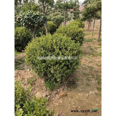 批發(fā)春鵑，夏鵑，紫鵑，毛鵑， 杜鵑，品種*