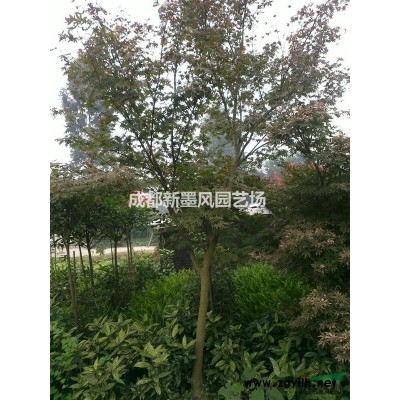 金邊黃楊