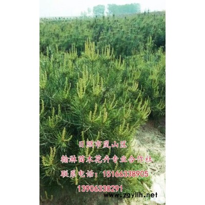供應(yīng) 白皮松 白皮松苗木   白皮松價(jià)格    白皮松價(jià)格