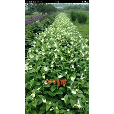 西洋杜鵑，高30公分，蓬形30，單價8元，500盆起批，可售