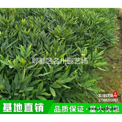 貴州杜鵑球種植_花木批發基_杜鵑花小苗_西洋杜鵑_錦繡杜鵑花_花境綠籬*