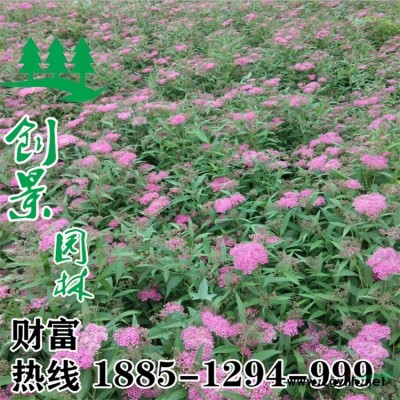 [海桐球] 海桐球_報價表_圖片_產地行情-球類植物-