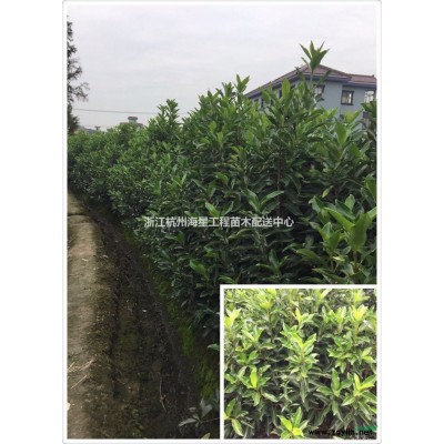 海桐(小毛球))(蕭山毛球,蕭山小苗.杯苗.工程用苗配送)