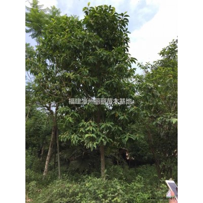 福建漳州海桐球介紹/特征/用途