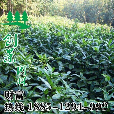 南天竹、批發價格30公分-60公分高規格全苗圃直銷_