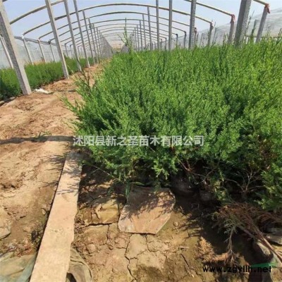 批發(fā)優(yōu)質(zhì)南天竹--基地直銷成活率高