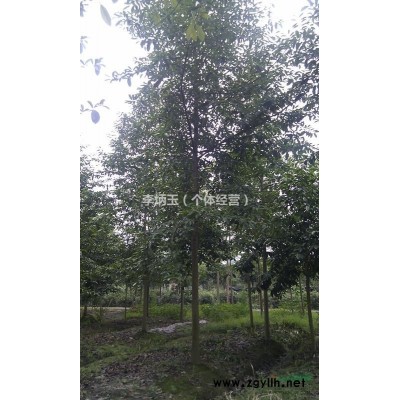 【50-60公分高的南天竹價(jià)格】基地直銷.直供貴州的南天竹