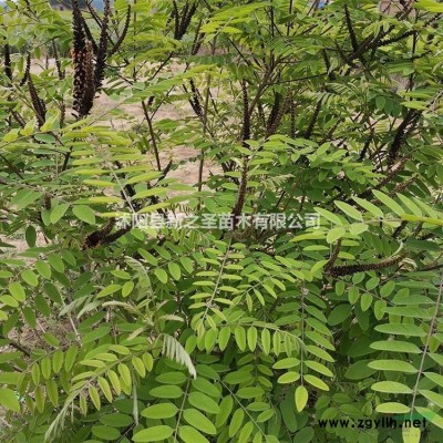 批發(fā)黃帽月季--產(chǎn)地貨源價(jià)格低