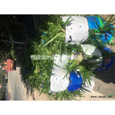 2019年福建漳州月季花新報(bào)價(jià)